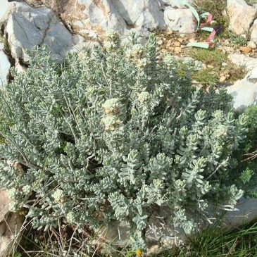 Бело поддапче (Teucrium polium)