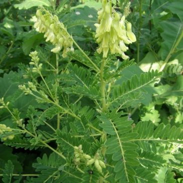 Астрагалус (Astragalus membranaceus)