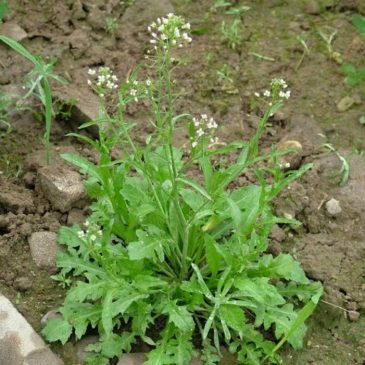Овчарска торбичка – Capsella bursa pastoris